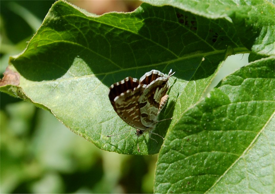 Cacyreus marshalli